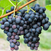 concord grapes.jpg